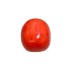 Natural Oval Red Coral 7.06 carat  / 7.76 Ratti 