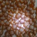 Natural Peach Pink Moonstone Cat's Eye Gemstone 4.14 Carat