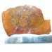 Petrified Wood Slab/Slice- Large-Grade "A"- Natural Color - 1600 Carats